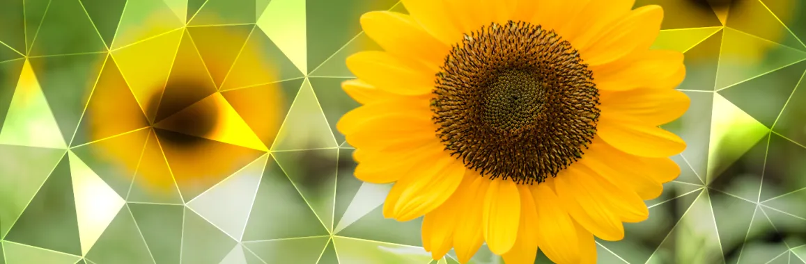 pretty sunflower