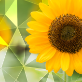 pretty sunflower